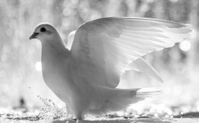 White Pigeon Background Wallpaper 84867