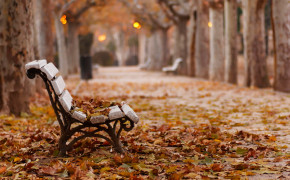 Bench Nature HD Desktop Wallpaper 97842