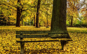 Bench Nature HD Wallpaper 97843