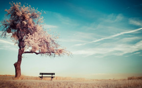 Bench Nature High Definition Wallpaper 97845