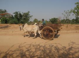 Ox cart, Bagan