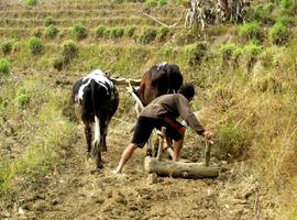 Village walks from Palighar