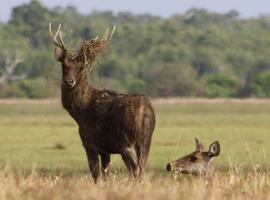 Deer, Bensbach Lodge