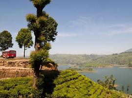 Tea plantation, Sri Lanka