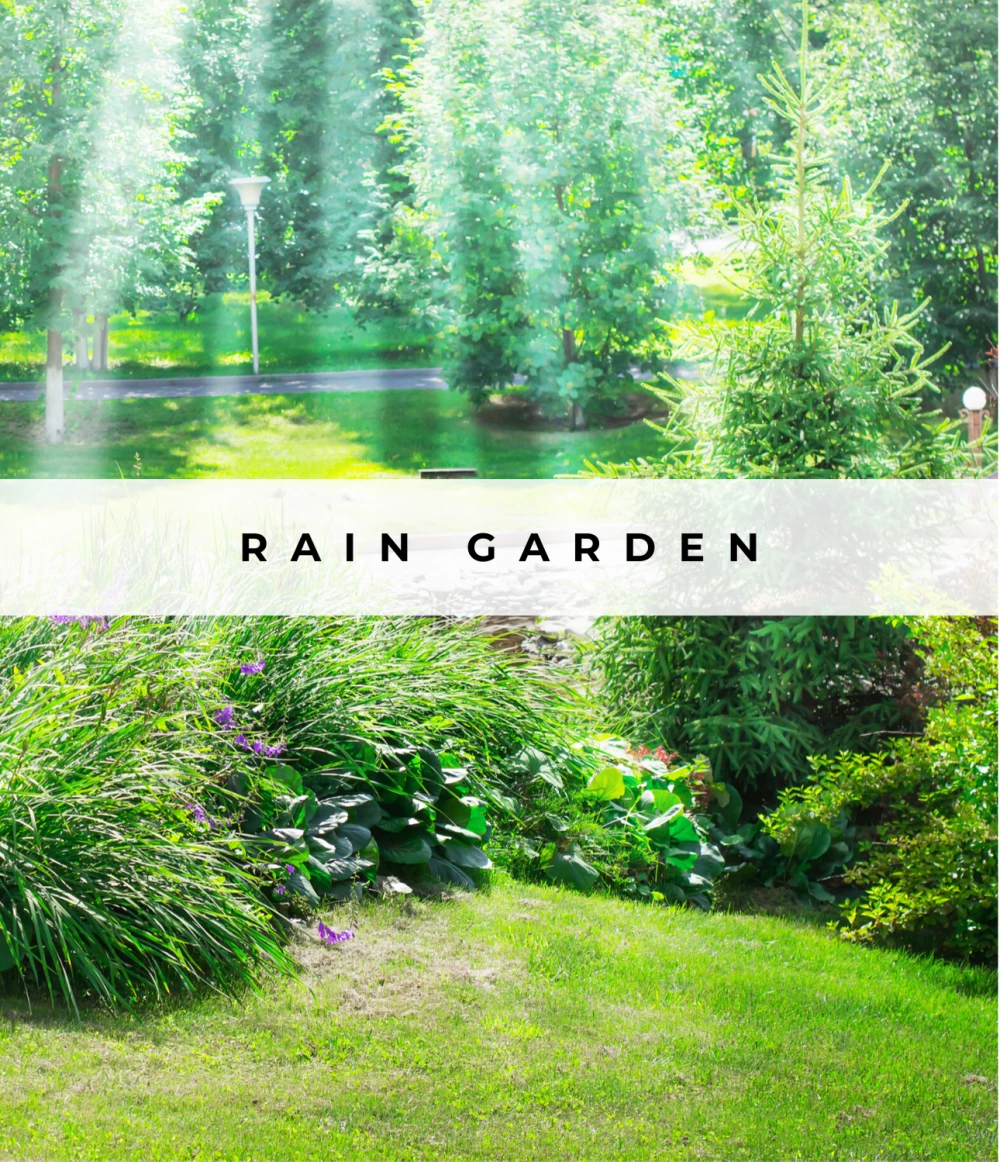 Image of Rain Gardens