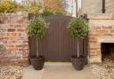 Standard Holly Trees with 'Pinecone' Planters