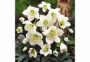 Christmas Rose