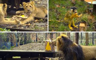 These gifts are meant to encourage the lions to use their keen sense of smell to explore the unfamiliar scents and the wrapped boxes