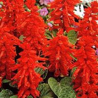 Thompson & Morgan Salvia splendens Blaze of Fire