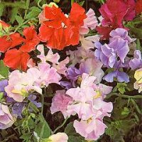 Thompson & Morgan Sweet Pea : Early Mammoth Mixed