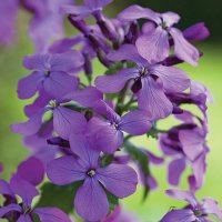 Thompson & Morgan Honesty Lunaria Annua