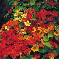 Thompson & Morgan Nasturtium Climbing Mixed