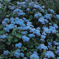 Thompson & Morgan Ageratum houstonianum 'Blue Mink'