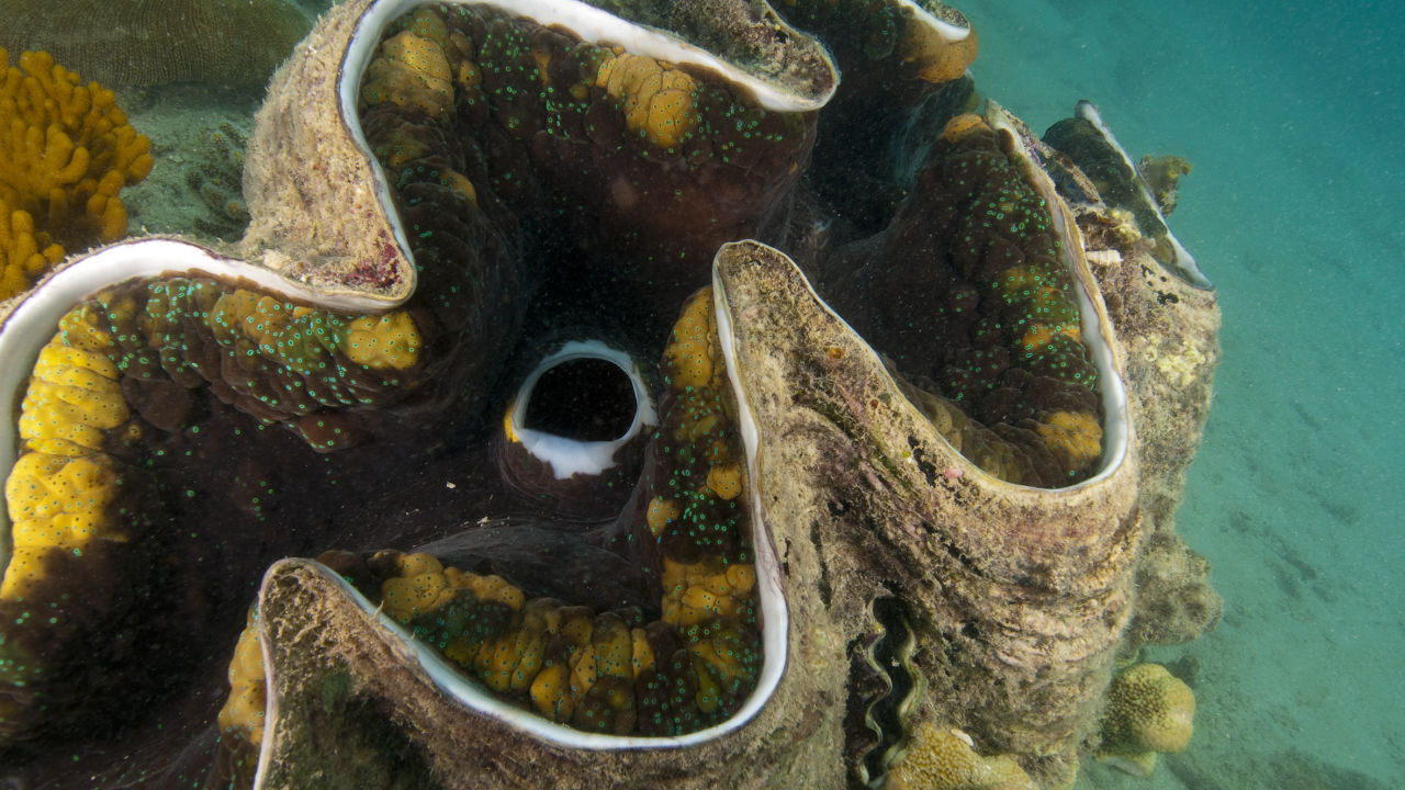 Giant Clam