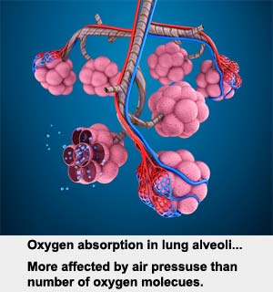 Altitude Physiology in Basketball