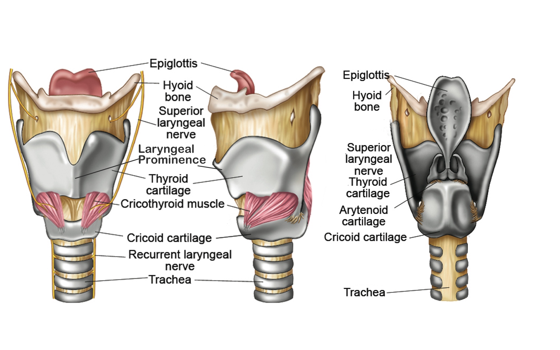 Voice Box Or Larynx Of Human Process