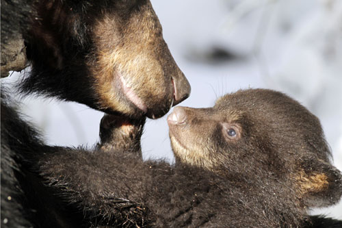 Black bear cub and mother playing in Minnesota, USA