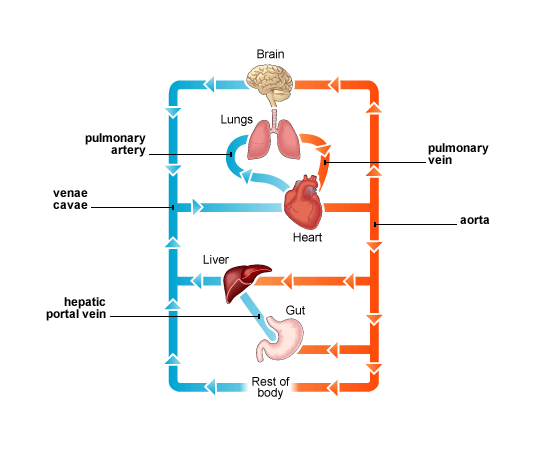 BBC - Standard Grade Bitesize Biology - The need for energy : Revision ...