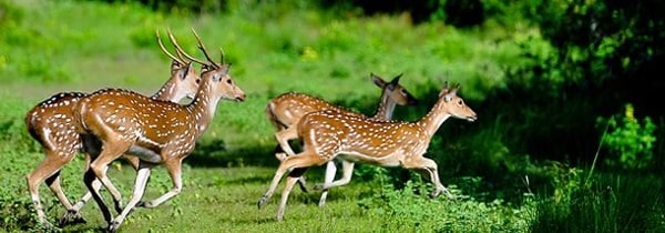 Deers at Sundarban