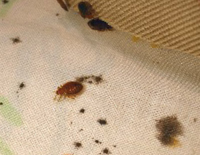 bed bug fecal marks on mattress