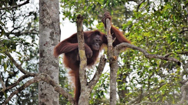 Kalimantan