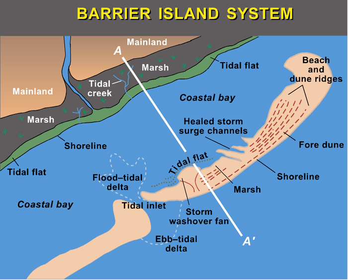 Barrier Island Cross Section