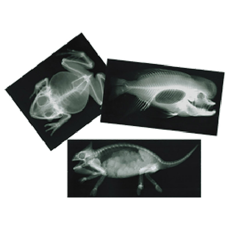 Animals X-Rays - 14pcs