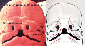 Morphogenèse d'un embryon humain