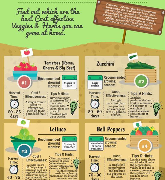 Veggies & Herbs to Grow at Home [Infographic] - Best Infographics