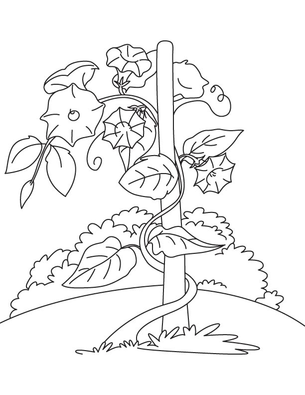 Bindweed vine coloring page