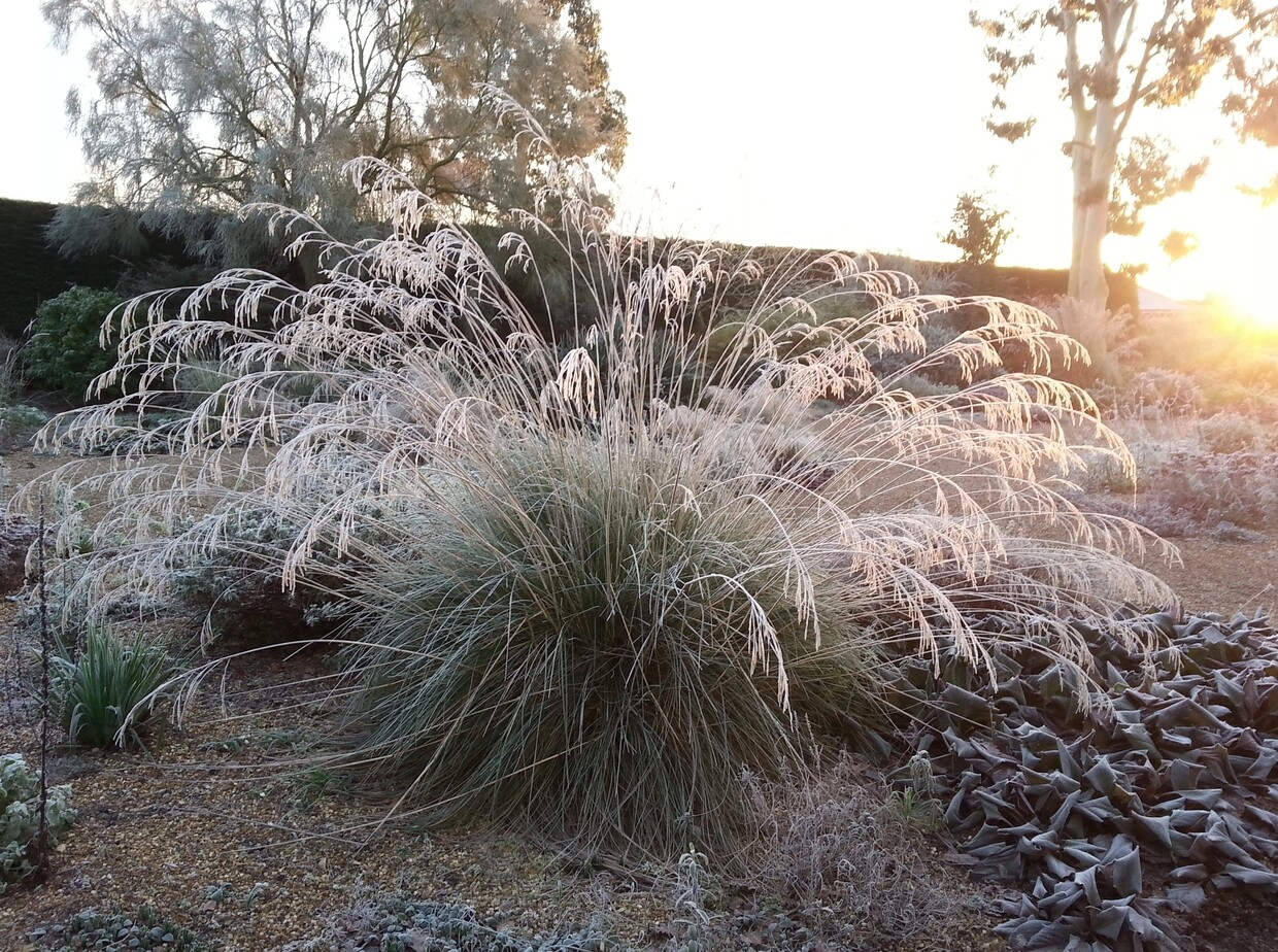 Spring-cleaning grasses