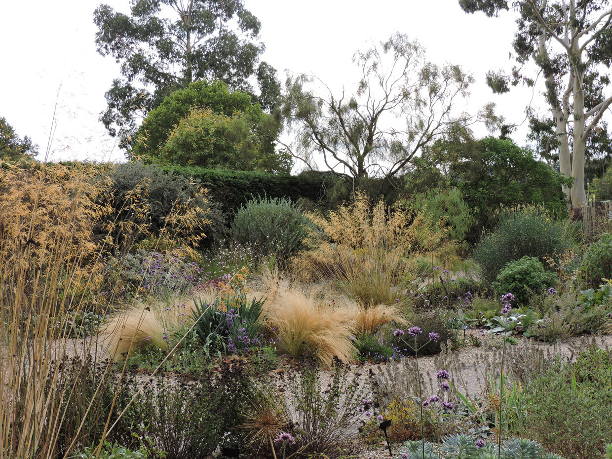 Stipa- How to Grow and Care for