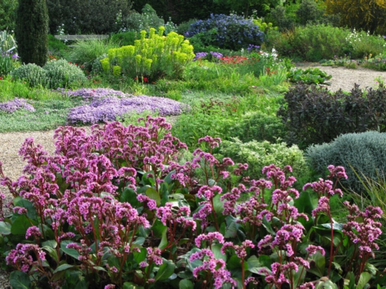 Indispensable Elephant�s ears, bergenia 