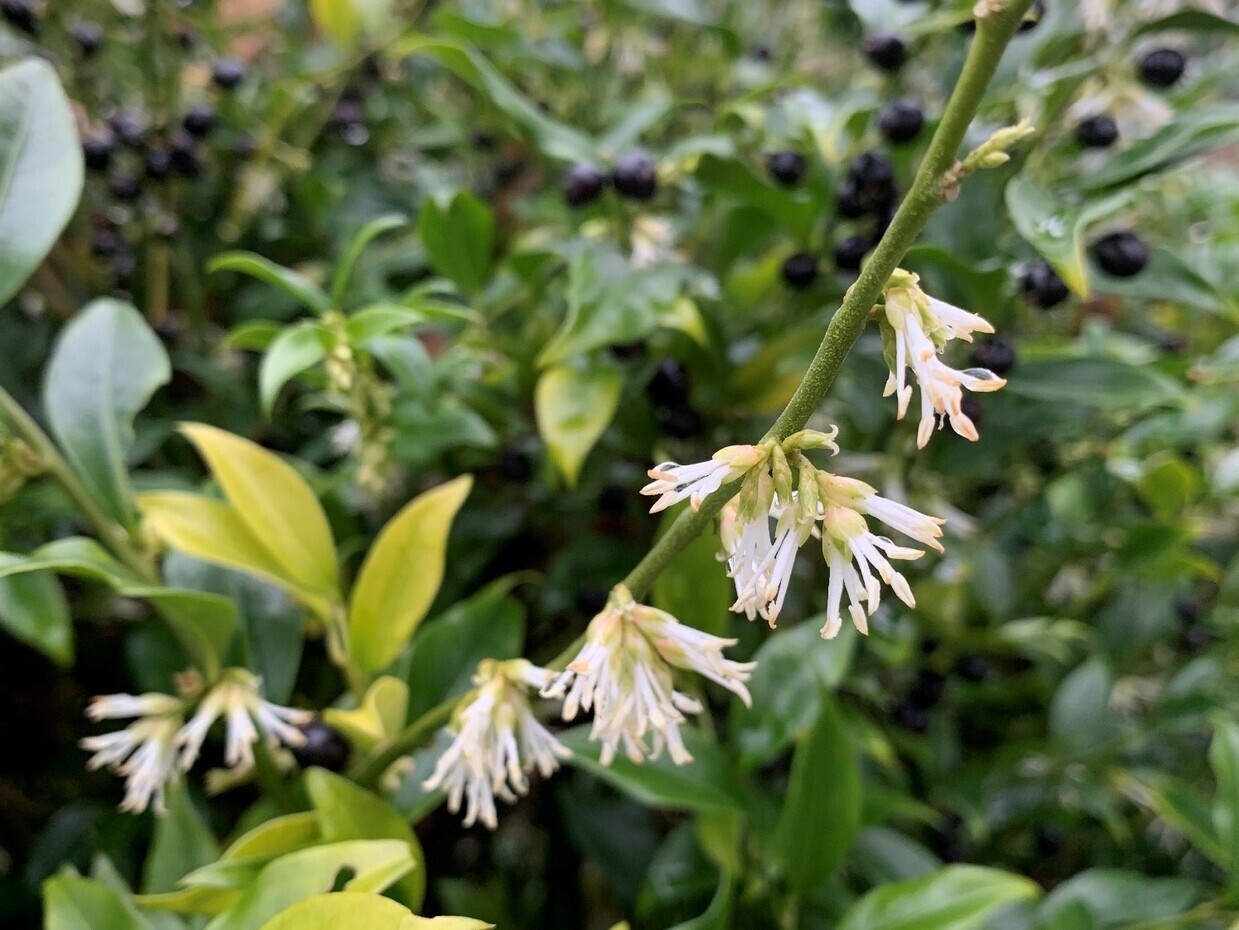 Easy shrubs for exquisite winter fragrance