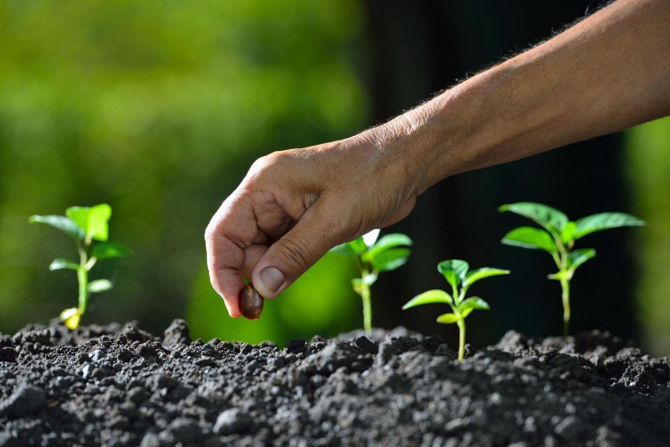 Growing Plants With A Hand Planting Seed