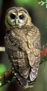 Northern Spotted Owl