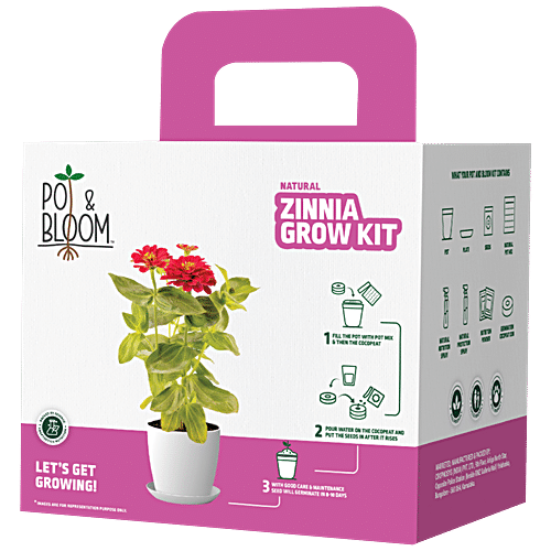 Buy Pot & Bloom Natural Zinnia Grow Kit - Easy-To-Use Online at Best ...