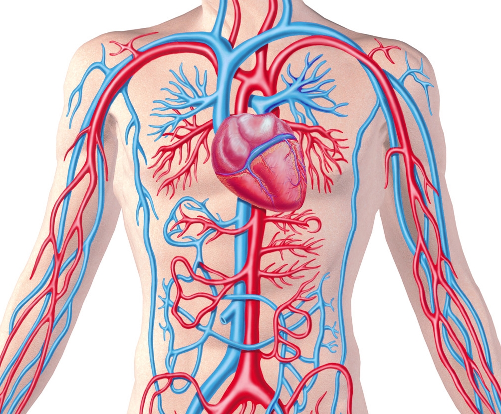 Synonym For The Circulatory System