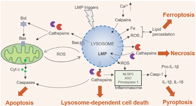 溶酶体介导（依赖）的细胞死亡