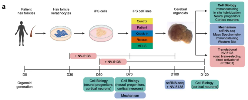 iPS细胞和脑类器官的研究设计、生成和表征