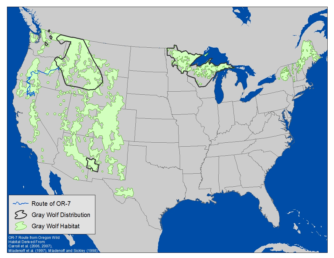 America's Gray Wolves: A Long Road to Recovery