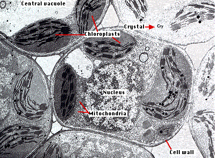 Plant Cell Nucleus Microscope