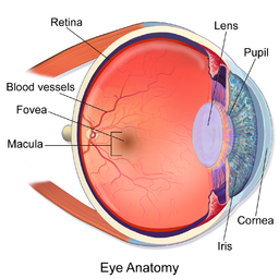 Notes: Sense of Sight