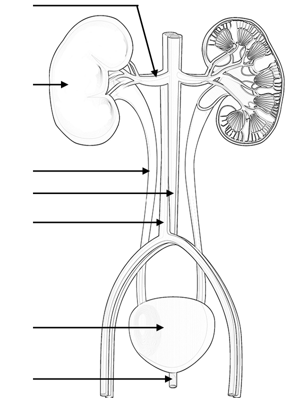 Urinary System Coloring Page