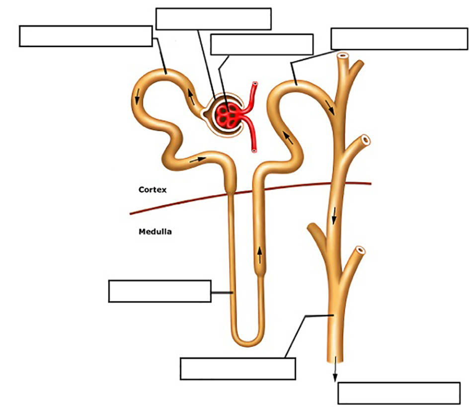 Urinary System No Labels