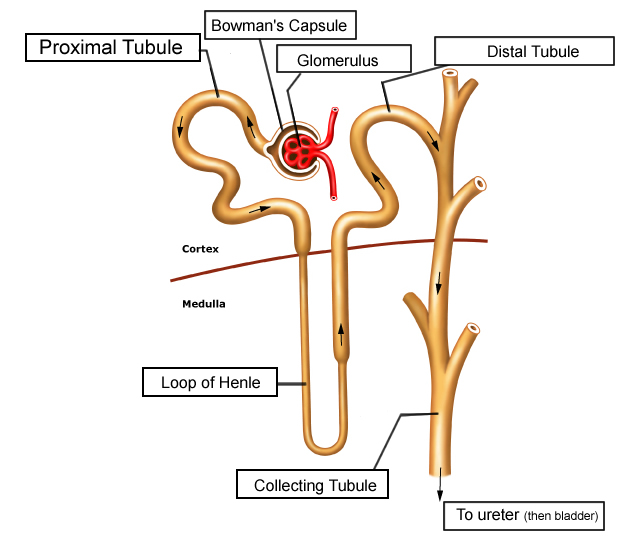 Nephron Diagram Labeled On Model Draw A Neat And Well Labell