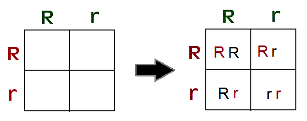 GENETICS on emaze