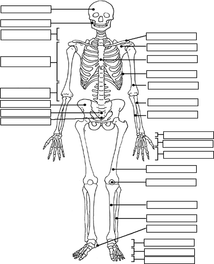 Human Skeleton Diagram Blank