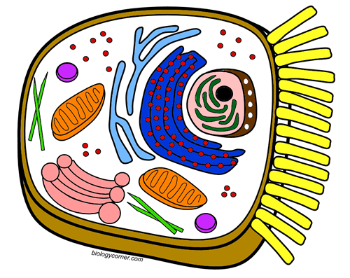 Biologycorner Com Animal Cell Coloring Key Animal Col - vrogue.co