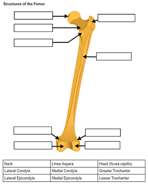 Label the Bones of the Appendicular Skeleton